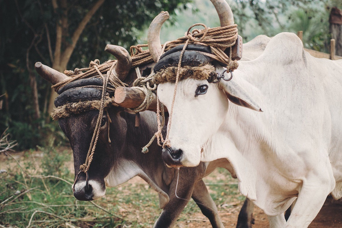 Lunar New Year: 2021 & The Year of the Metal Ox
