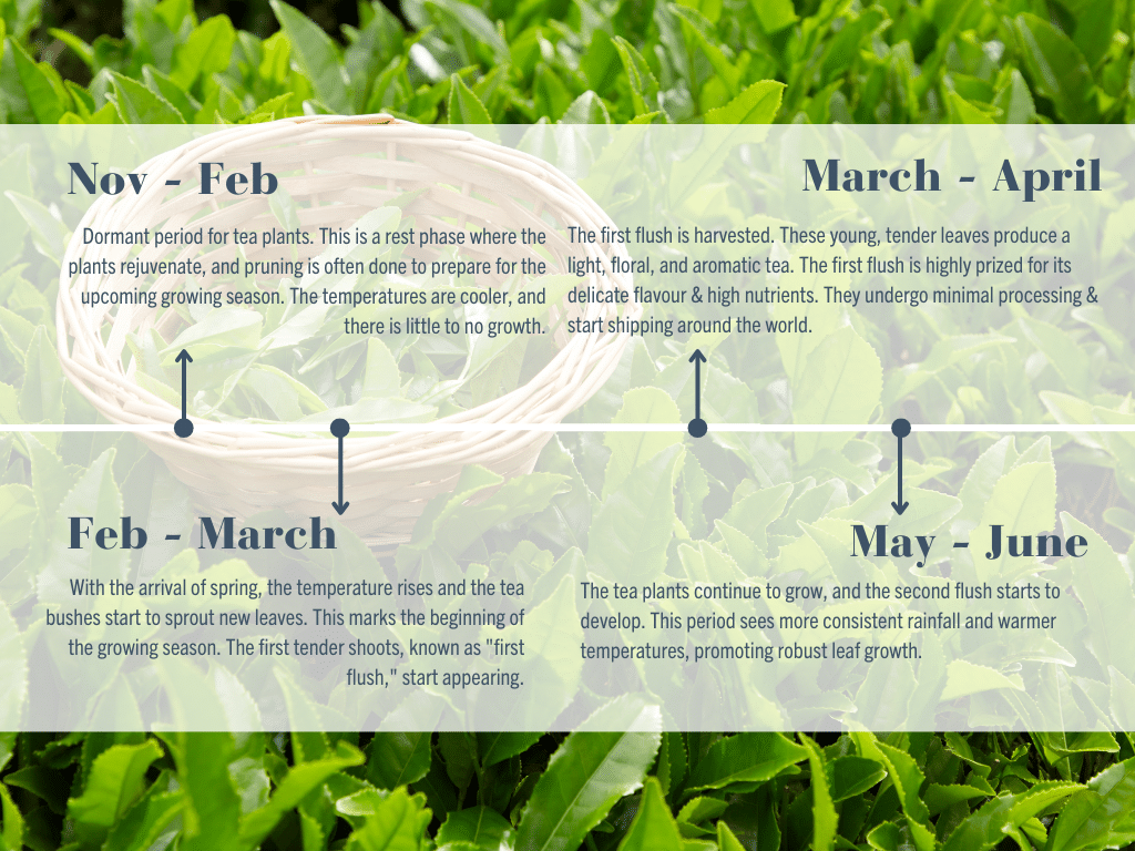 A Deep dive into Darjeeling. Tea Timeline - Flush Harvest Darjeeling