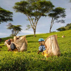 Satemwa Tea Pluckers