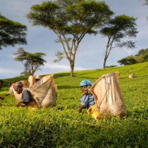 Satemwa Tea Pluckers