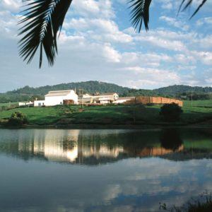 Satemwa Tea Factory