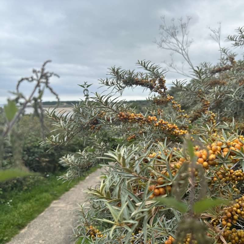 Sea Buckthorn Tea – image 7