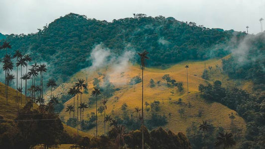 Colombia tea origin