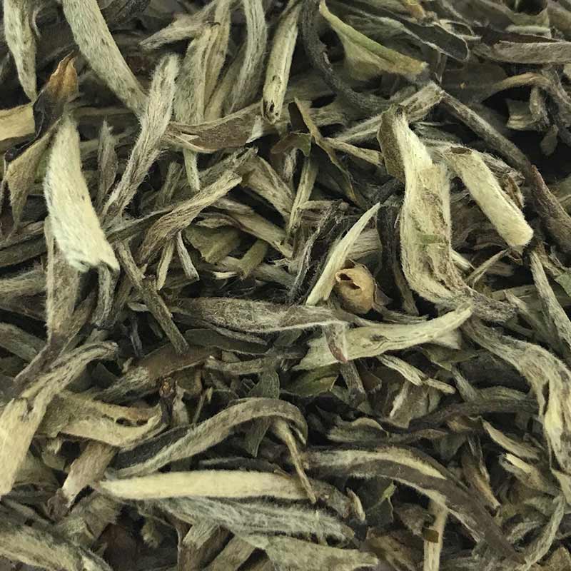 Silver Needle – loose leaf