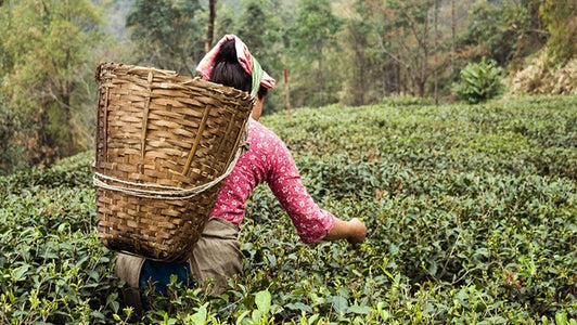 India tea origin