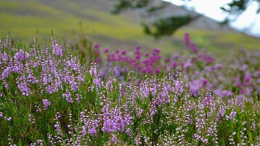 Scotland tea origin
