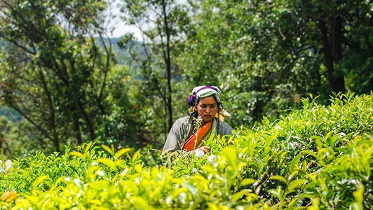 Sri Lanka tea origin