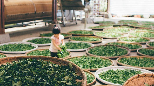 Taiwan tea origin