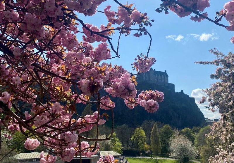 Edinburgh Blossoms